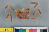 藏品(高橋長方蟹)的圖片